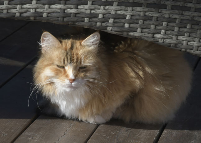 Sibirisk katt Dani