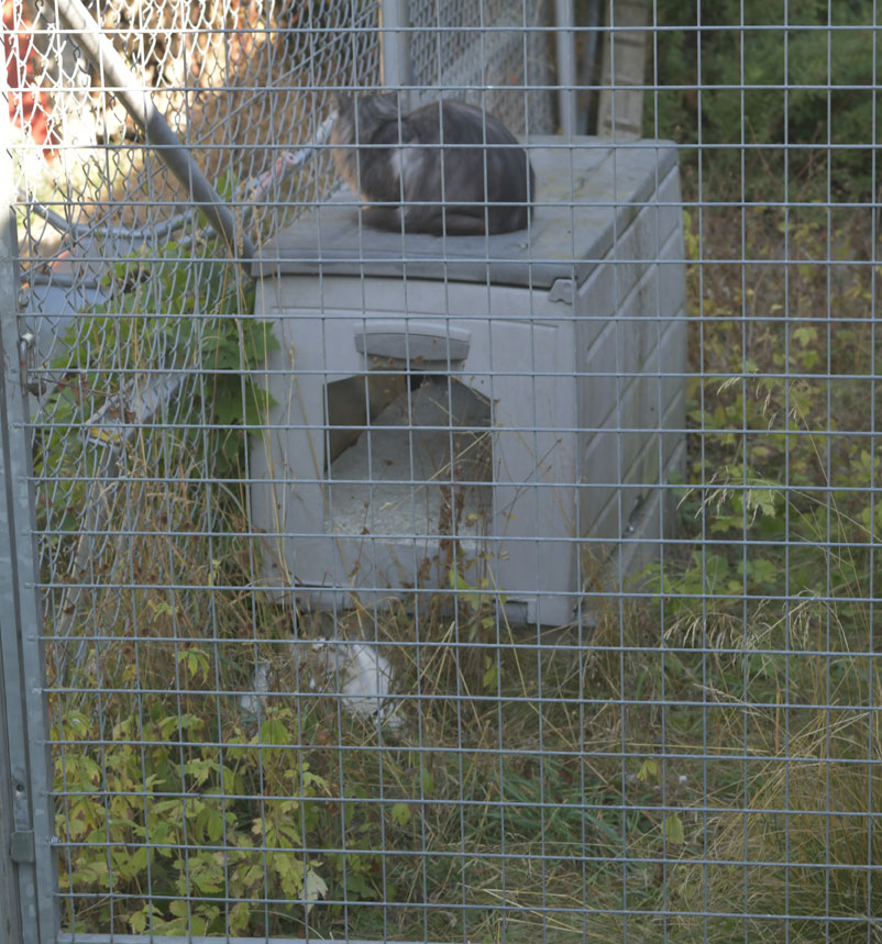 Skip o Ritzi i Kattgården
