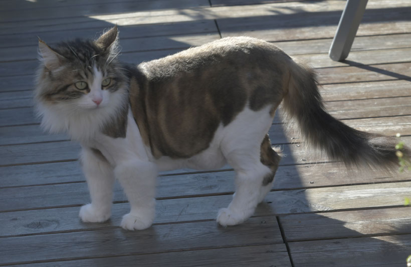Sibirisk katt Vickie