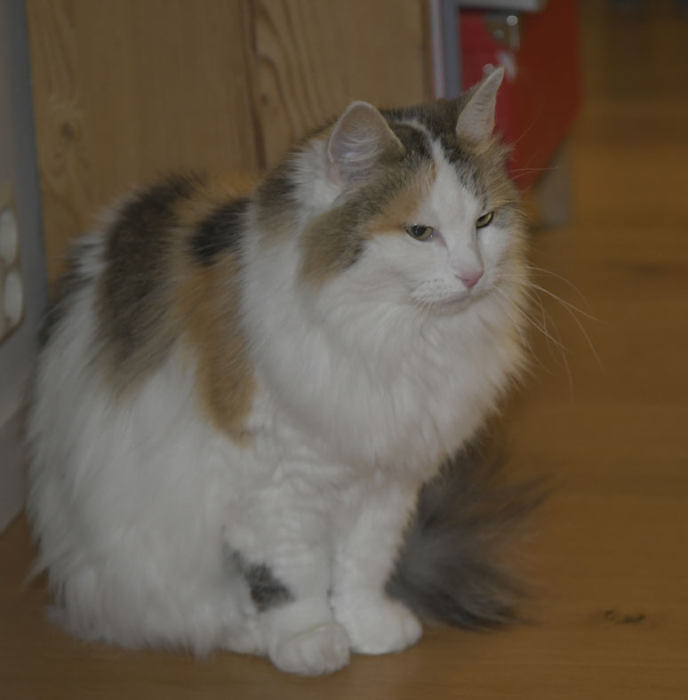 Sibirisk katt Tracie
