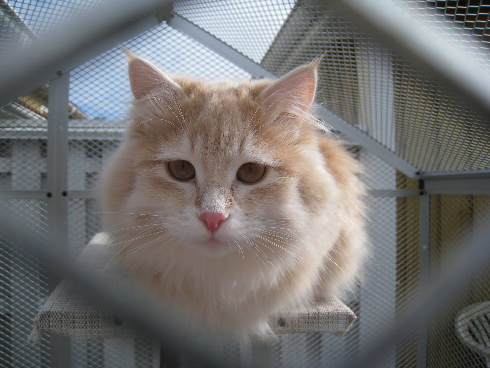 sibirisk katt Magni