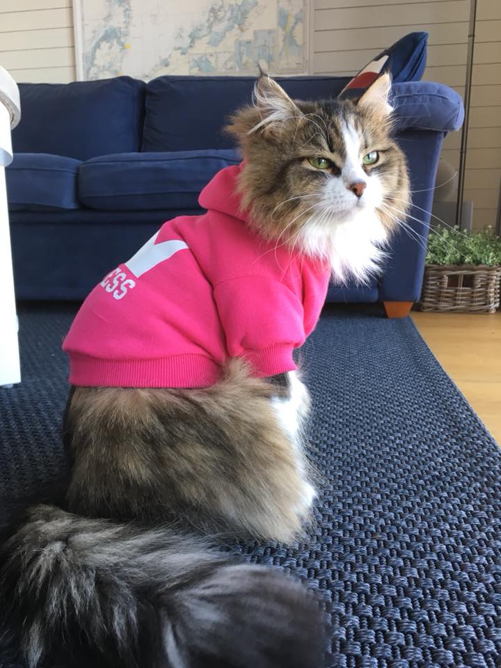 sibirisk katt Europa