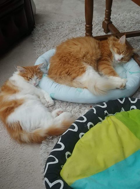 sibirisk katt Neptune Rost