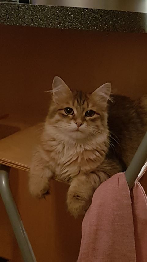 Sibirisk katt Quirk