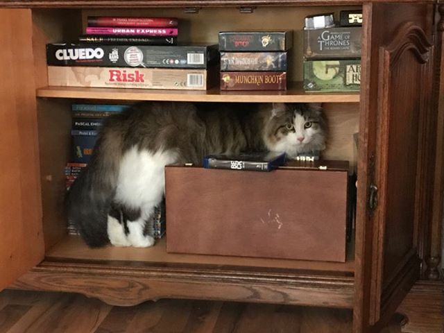 sibirisk katt Pluto