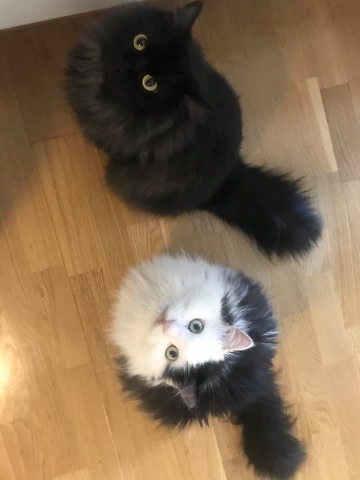 Sibirisk katt Zoya
