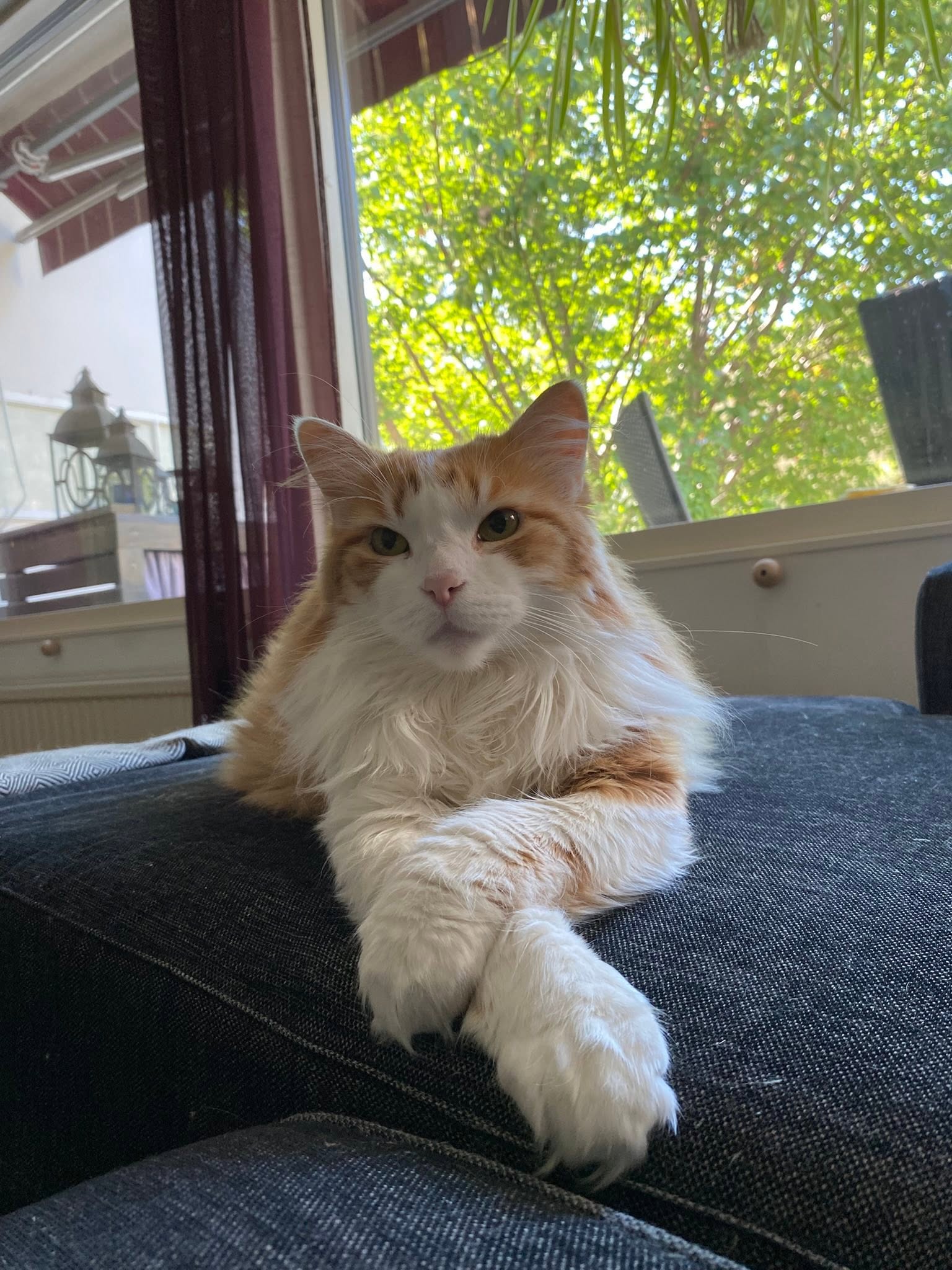 Sibirisk katt Pollux