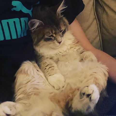 sibirisk katt Utopia