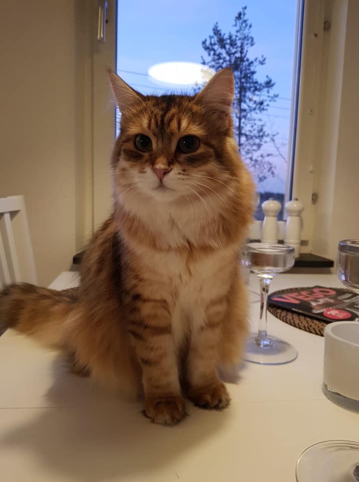 sibirisk katt Ursula