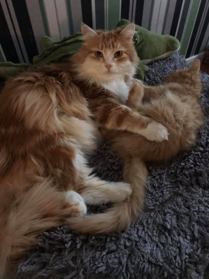 sibirisk katt Qian
