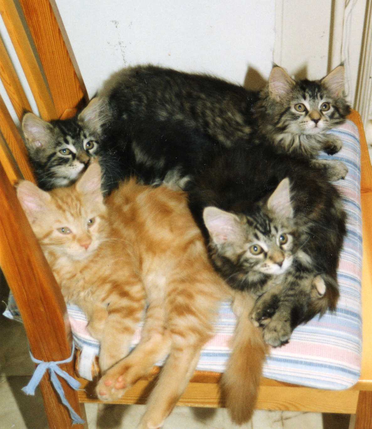 Maine Coon B-kull