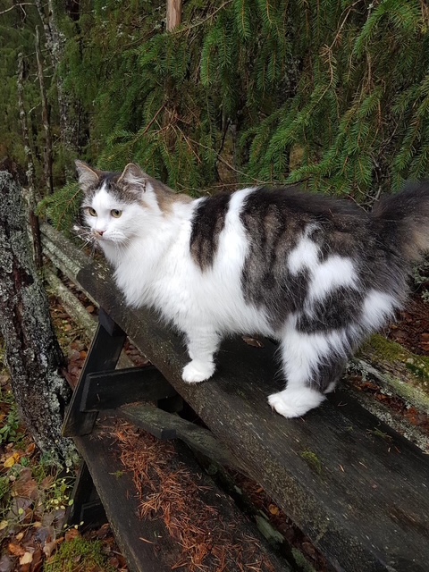 Sibirisk katt Baker