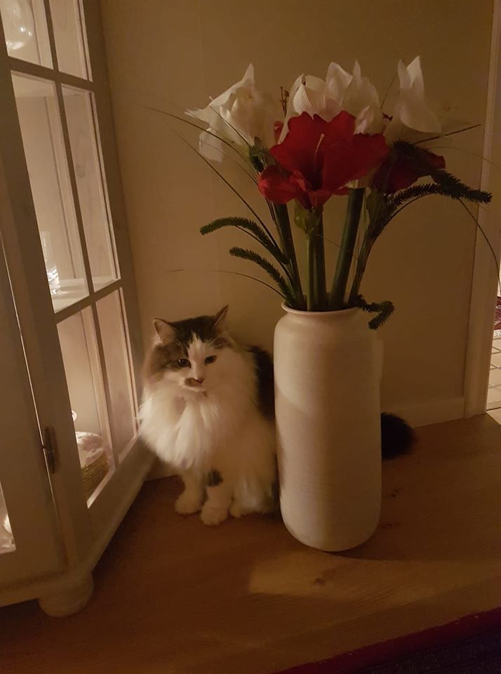 Sibirisk katt Baker