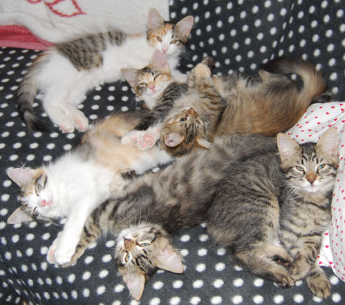 Sibirisk katt C-kull