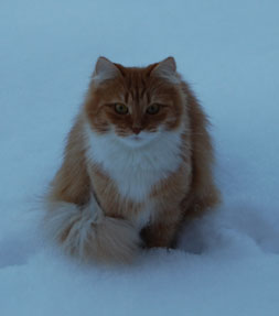 iirisk katt i snö