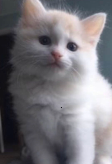 sibirisk katt Blixten