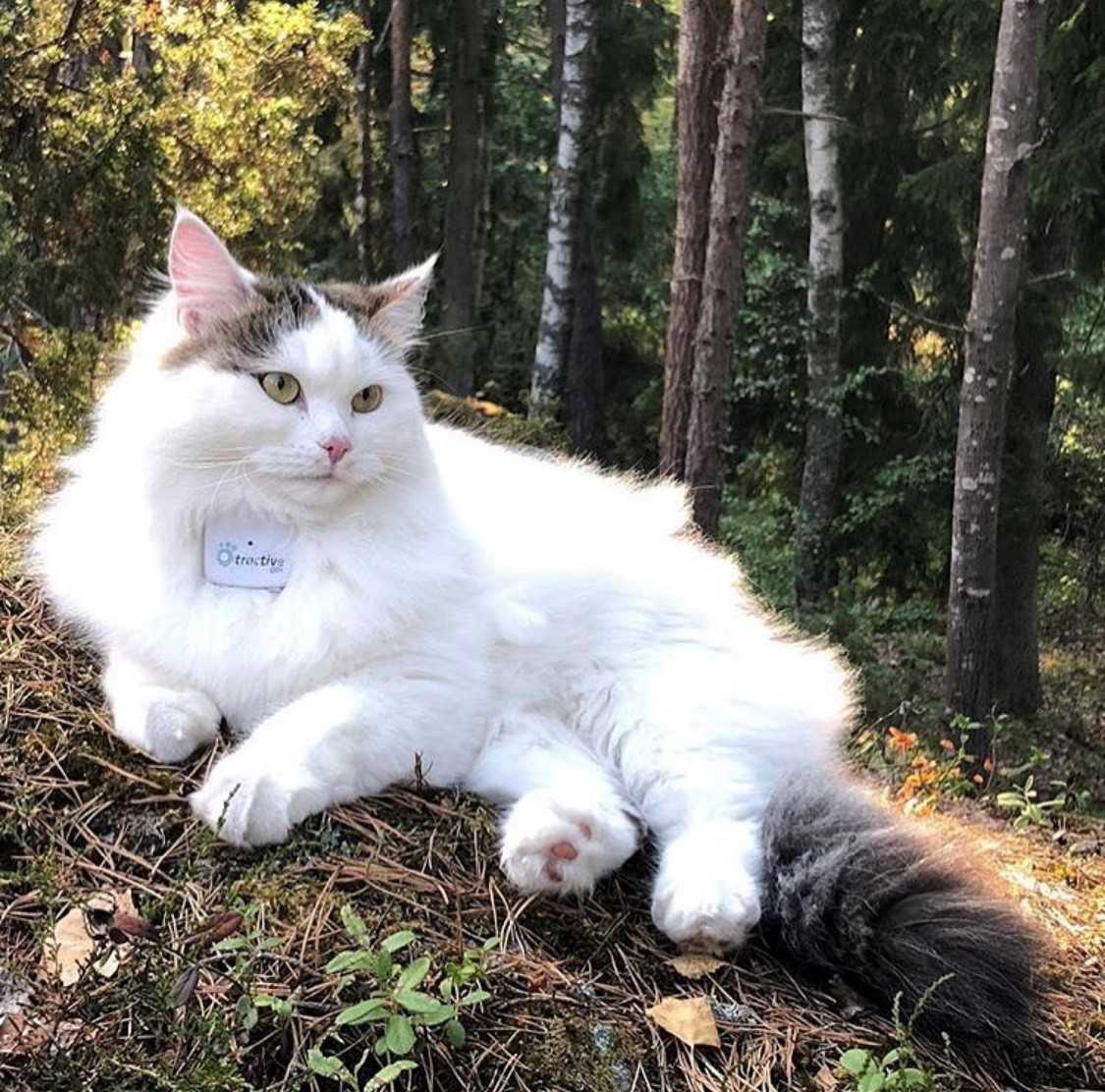 Sibirisk katt Castor