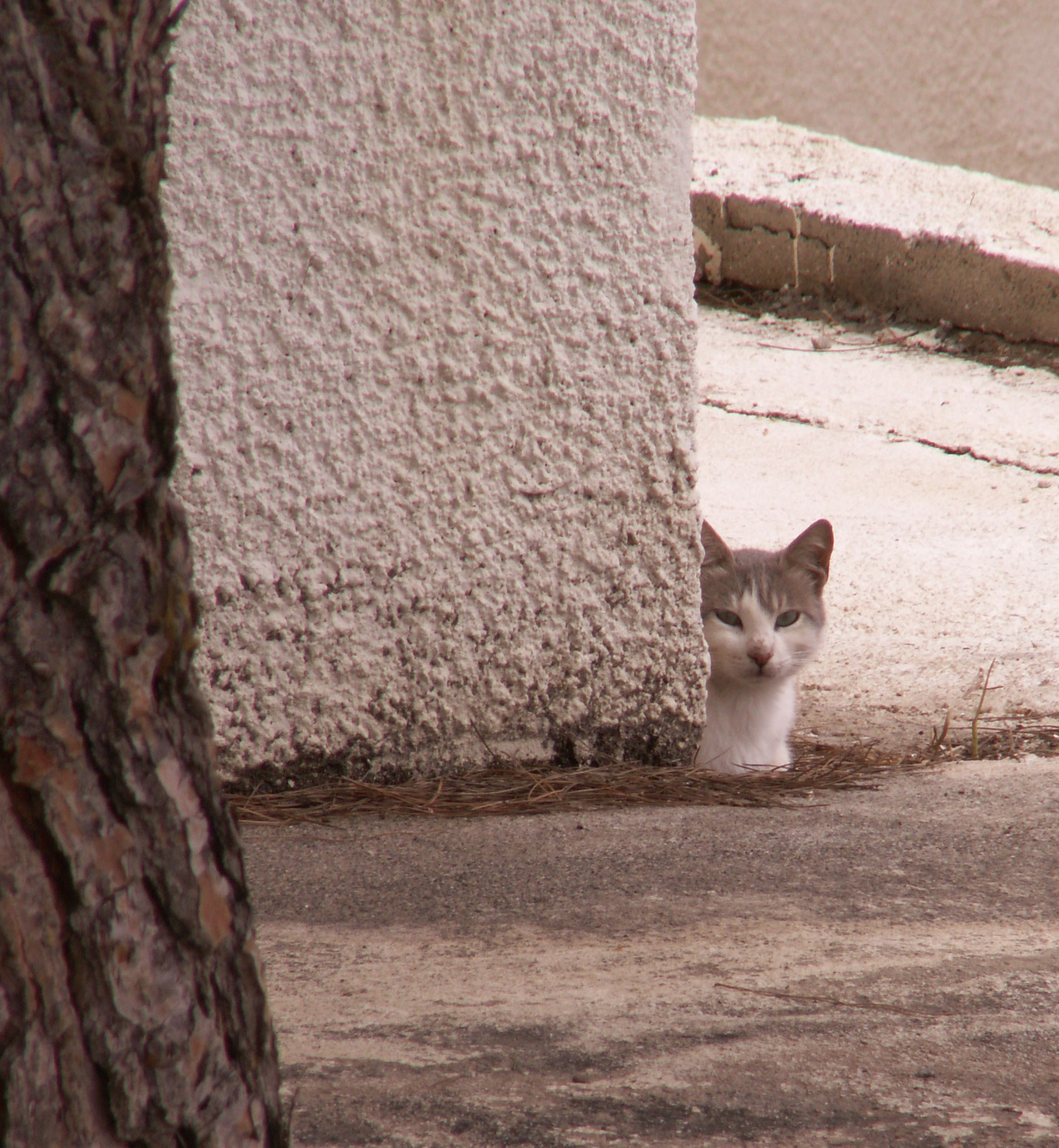 katt i cypern