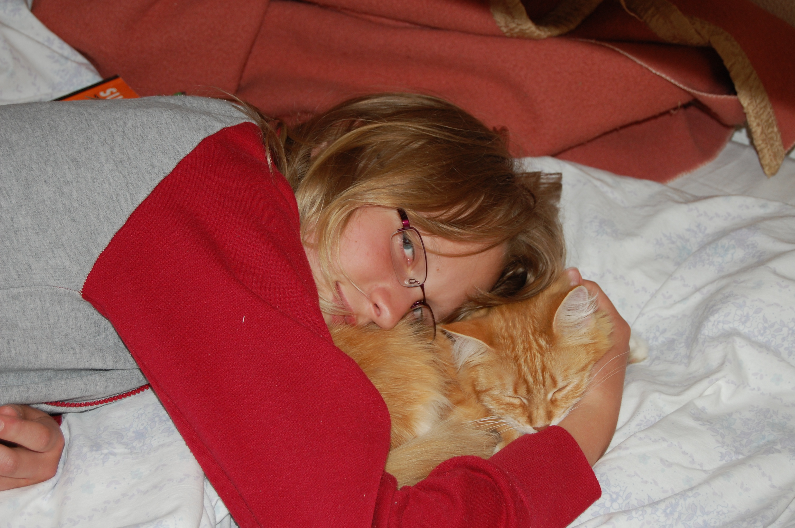 sibirisk katt Queeni