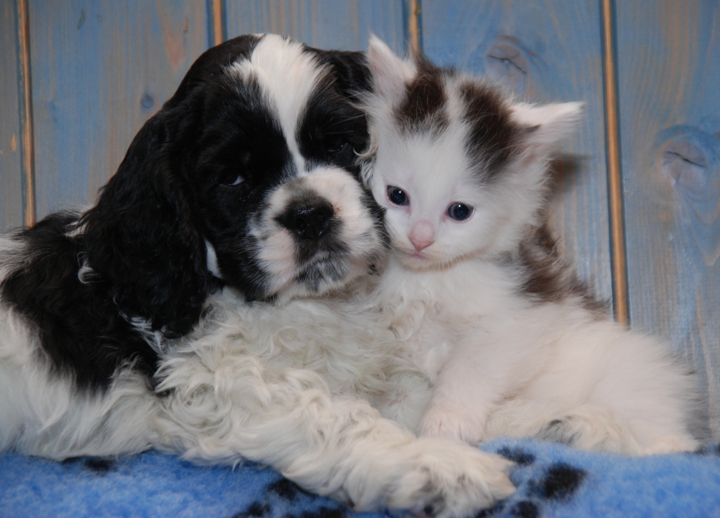 Sibirisk katt Junior