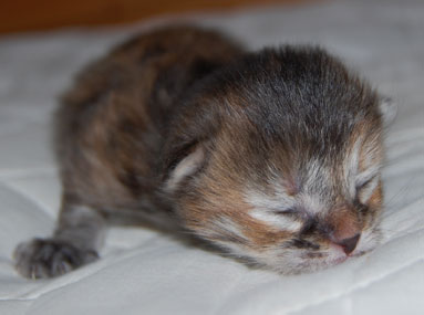 sibirisk kattunge