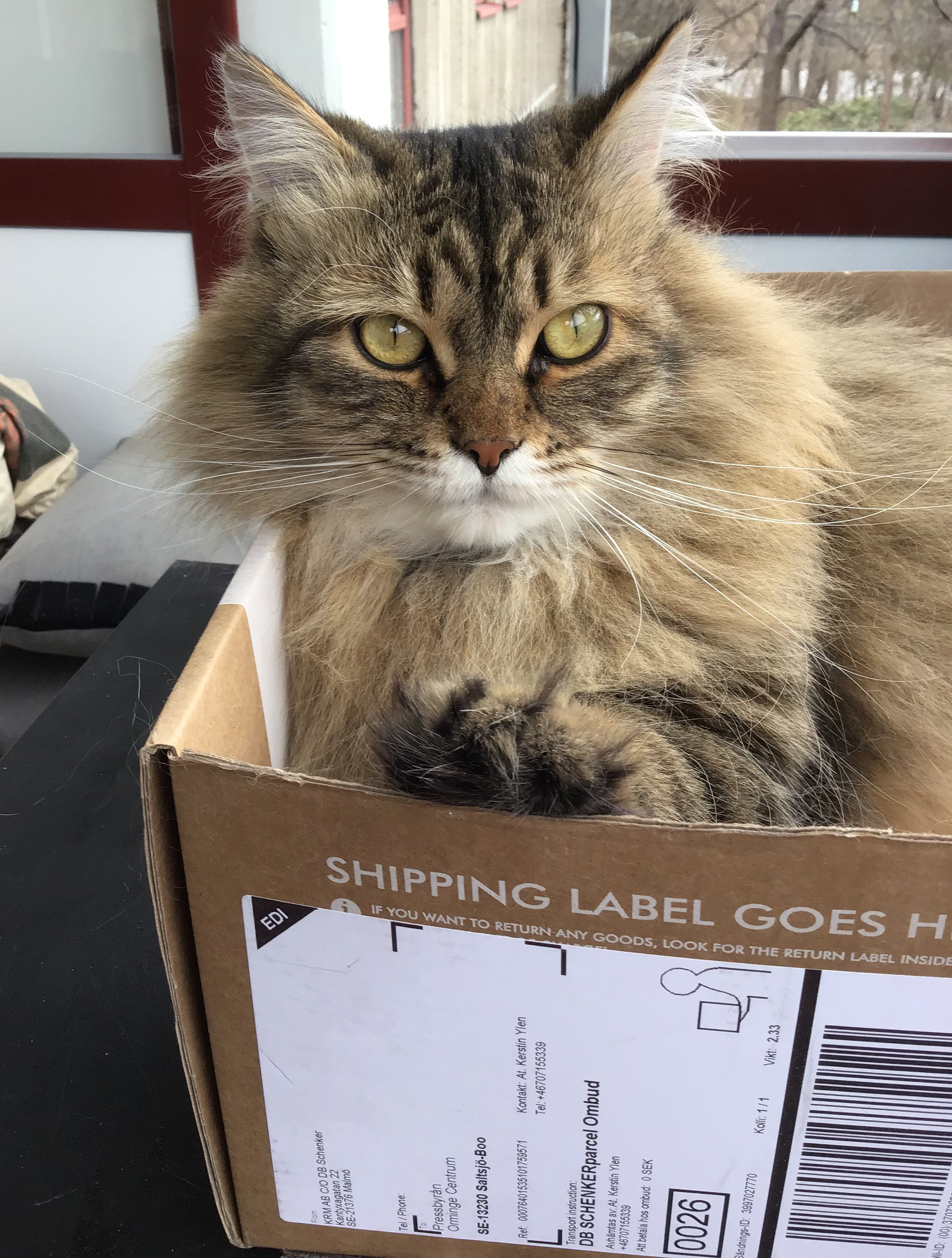 sibirisk katt Black