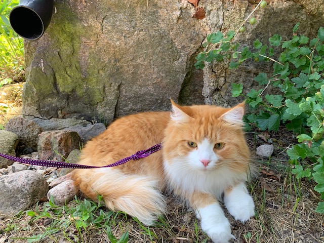 sibirisk katt Gomes