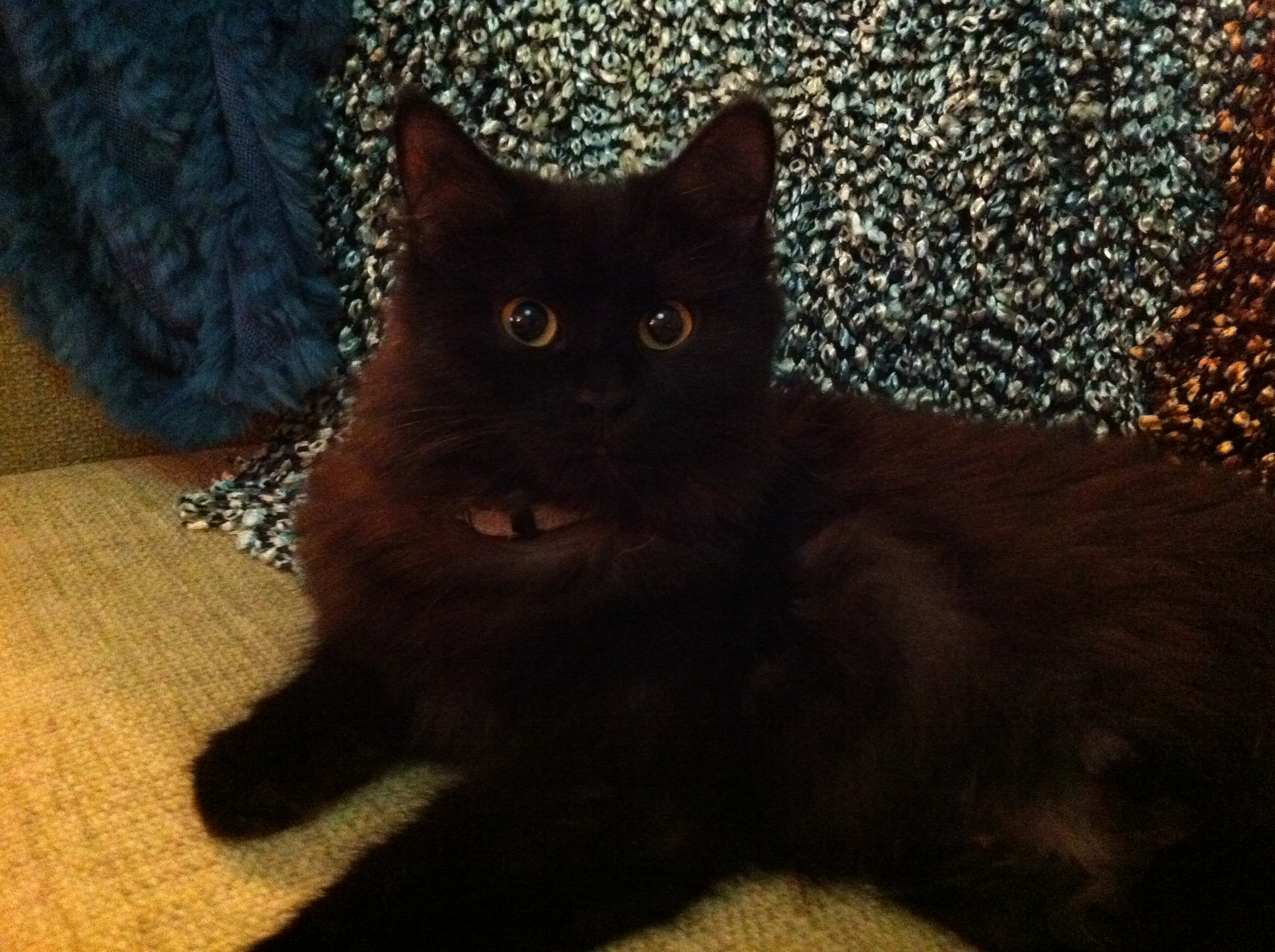Sibirisk katt Hera