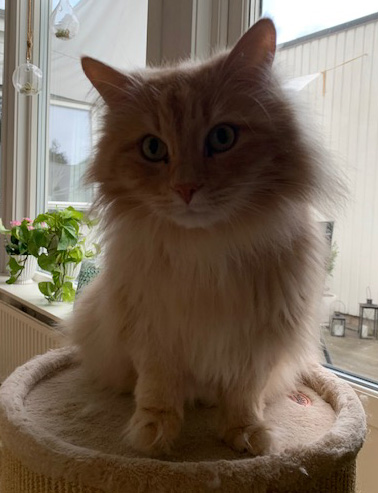 sibirisk katt Fornax