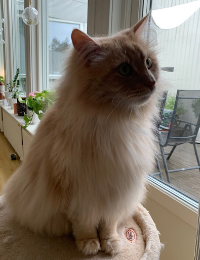 sibirisk katt Fornax