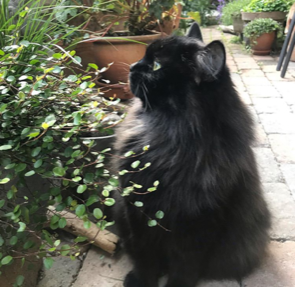 sibirisk katt Zoya