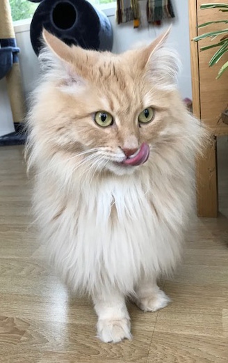 sibirisk katt Fornax
