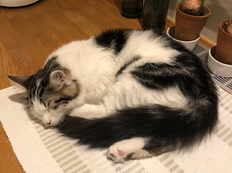 Sibirisk kattunge Velimir