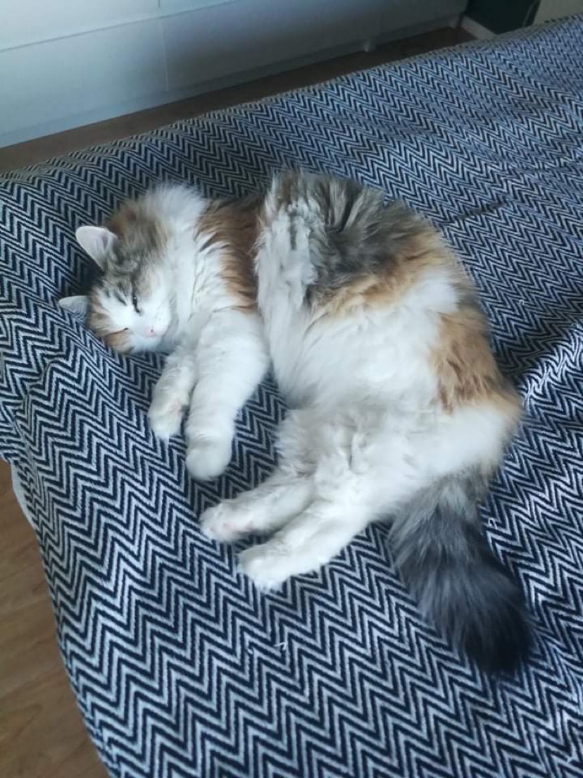 Sibirisk katt Colbie