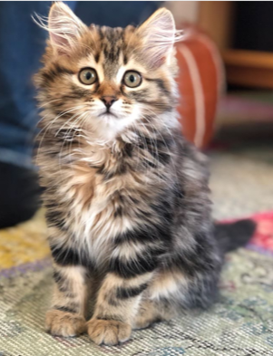 sibrisk katt Ohara