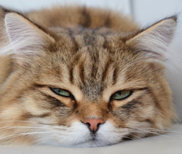 Sibirisk katt Lulin