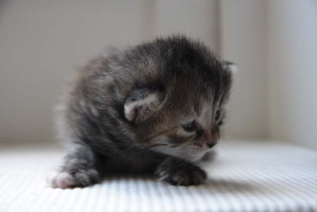 sibirisk kattunge