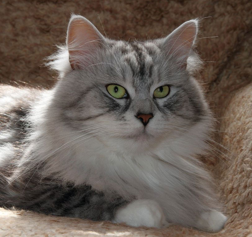 sibirisk katt