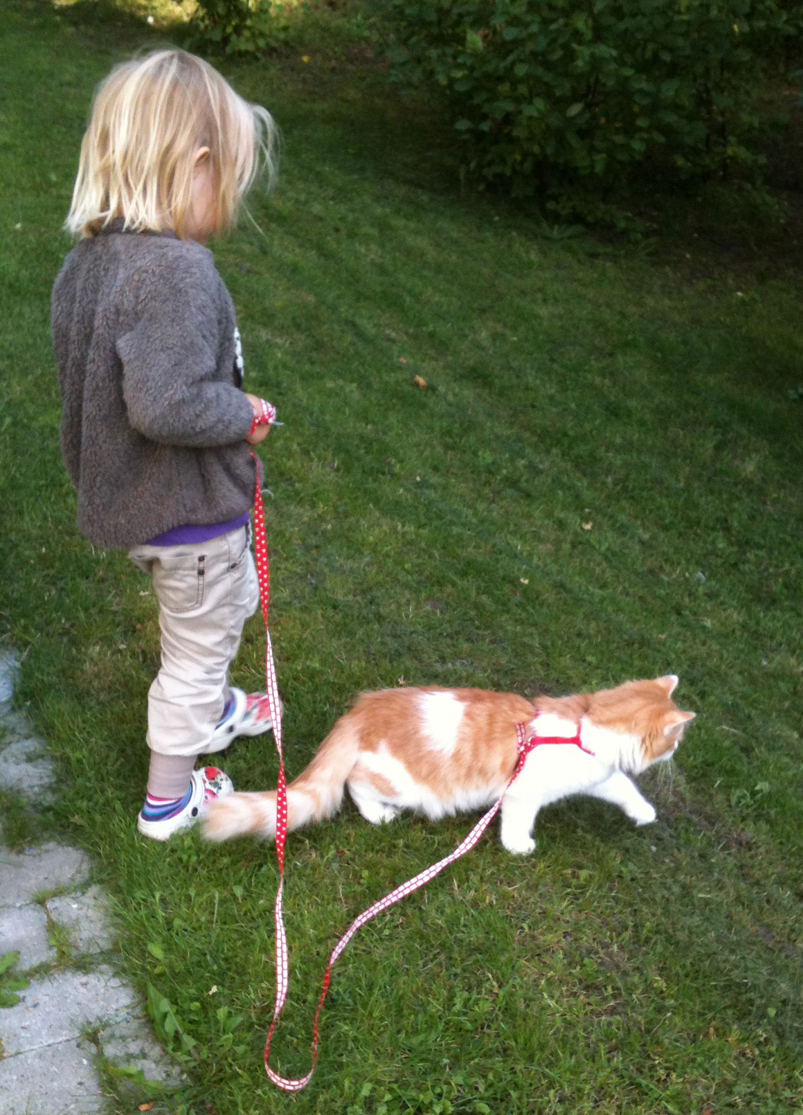 sibirisk katt Jupiter