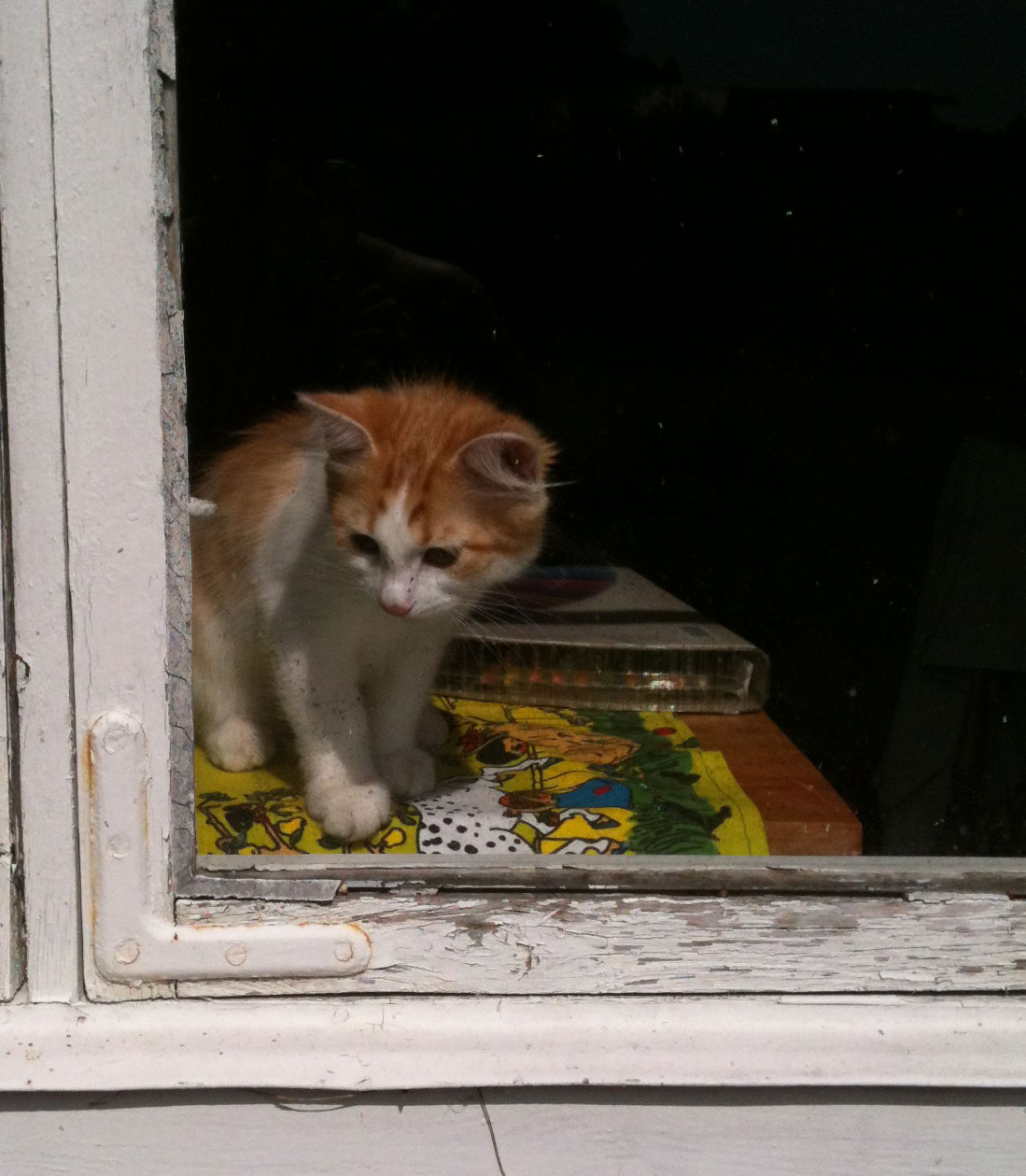 sibirisk katt Jupiter