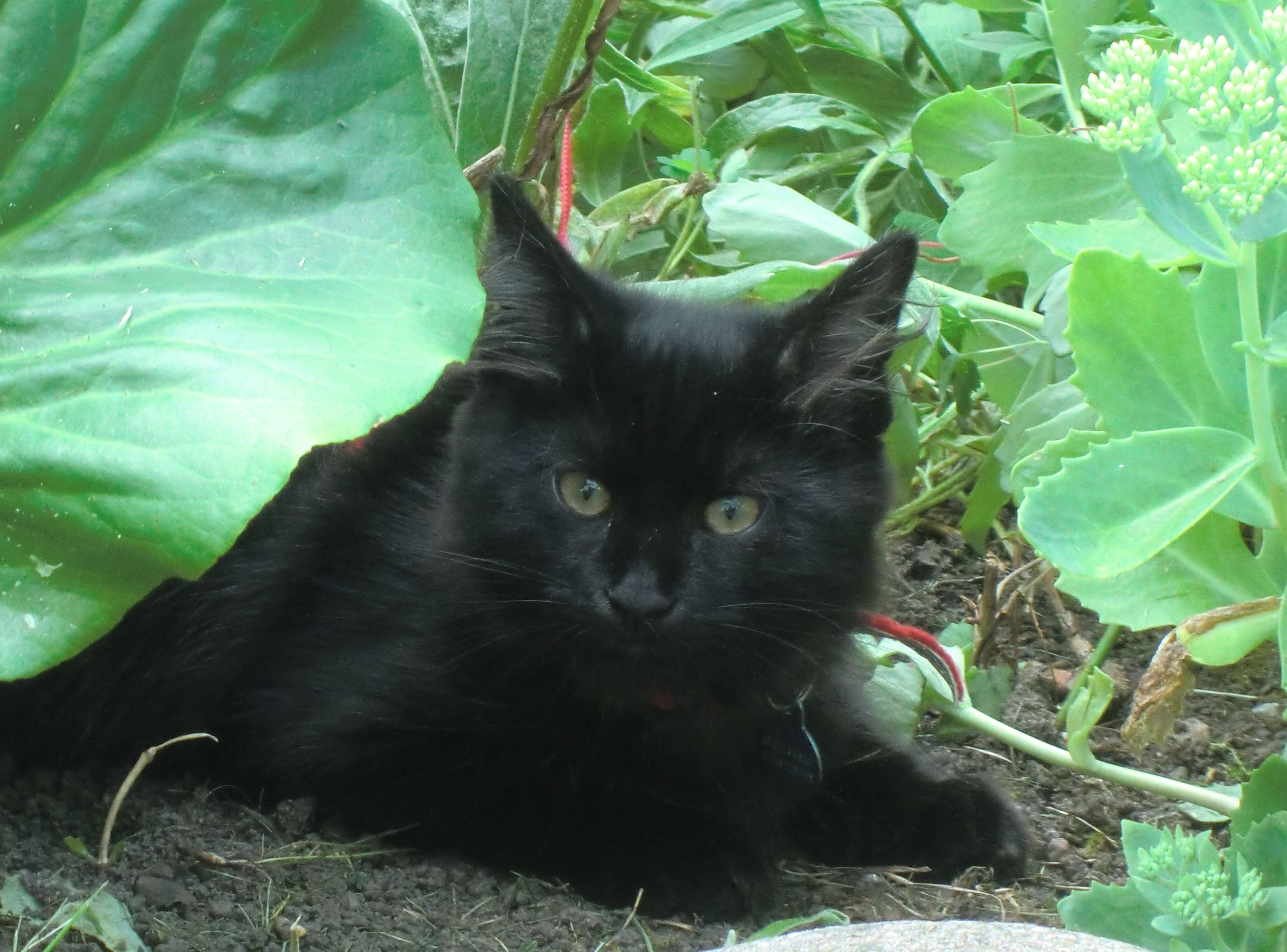 sibirisk katt Juric