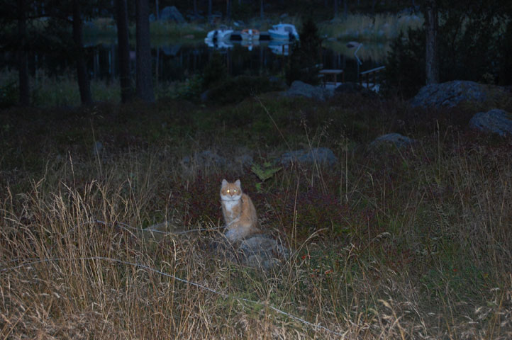 Jonskär