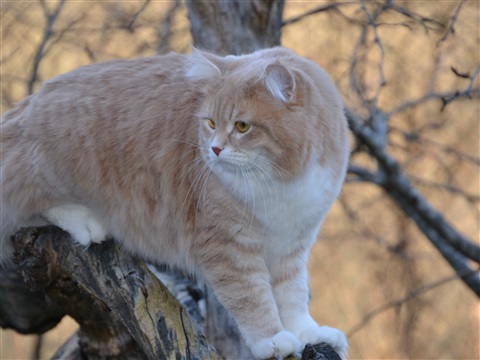 sibirisk katt Lulle