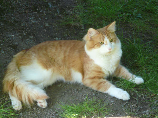 Mirre sibirisk katt