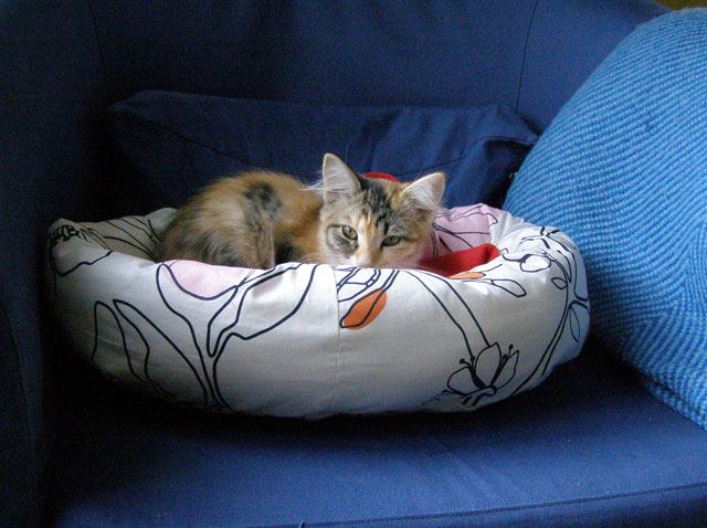 Sibirisk katt Cassi