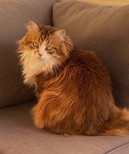 Sibirisk katt Quimby