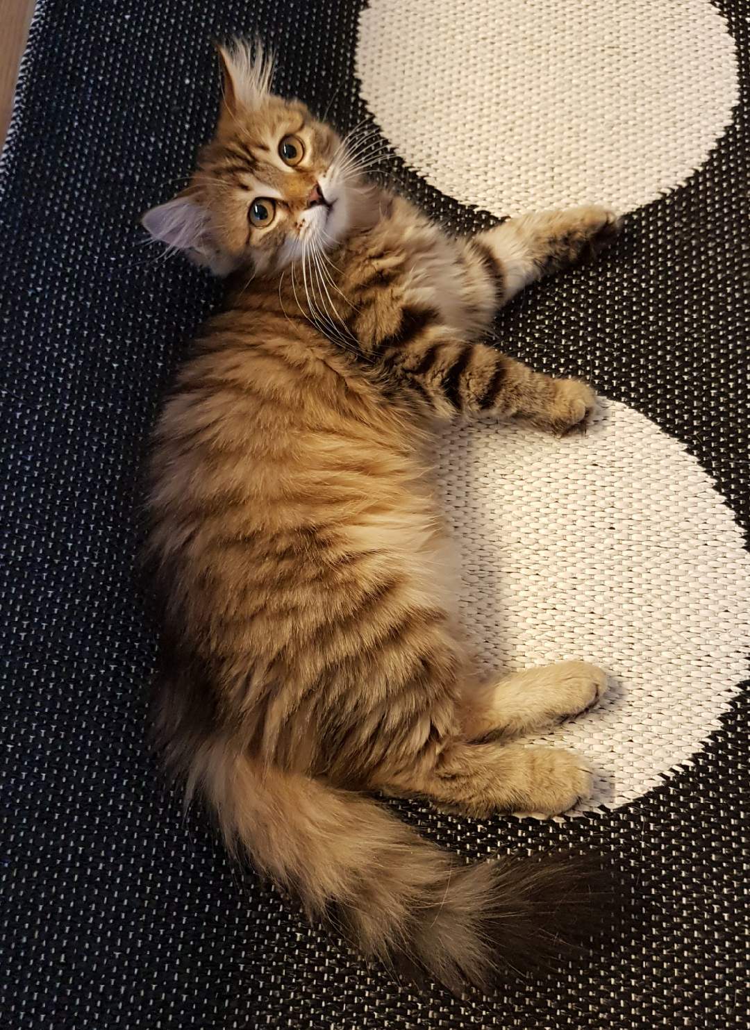 sibirisk katt Orinda