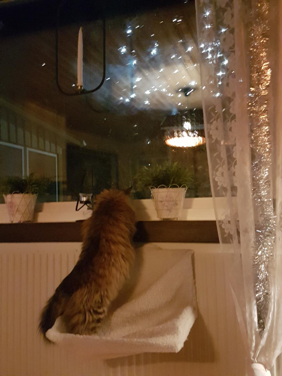 sibirisk katt Odin