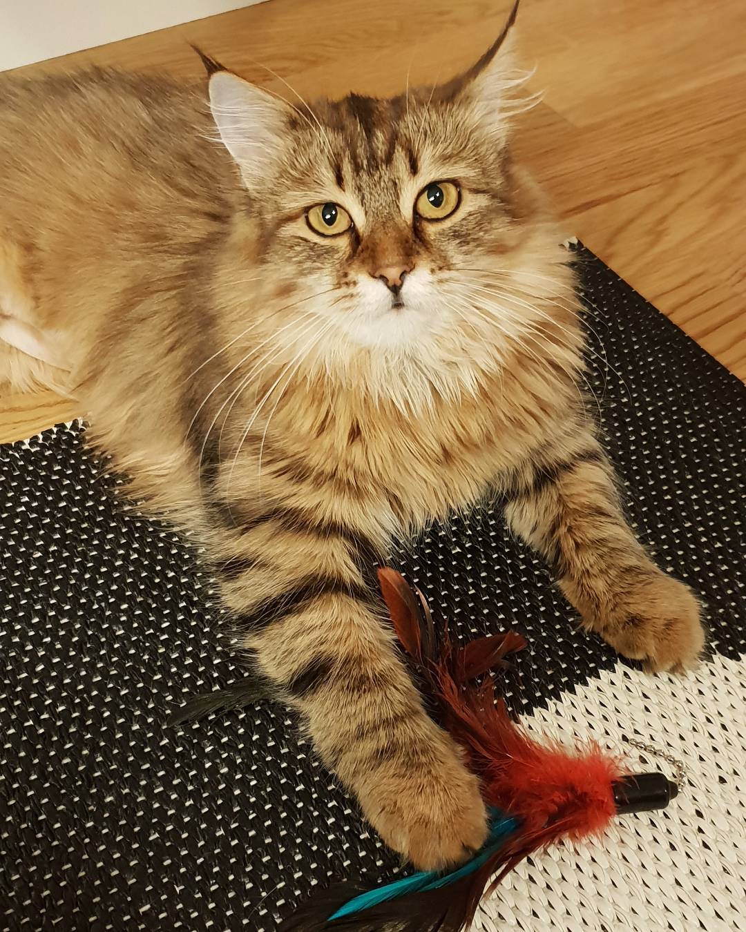 Sibirisk katt Orinda