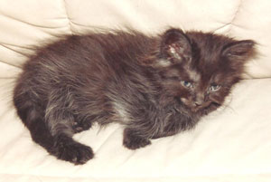 Maine Coon
